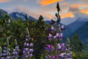 wildflowers in a meadow at sunset
